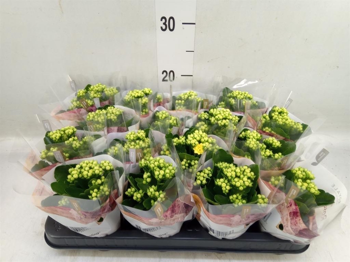 <h4>Kalanchoe blos. 'RosDon Amaril'</h4>