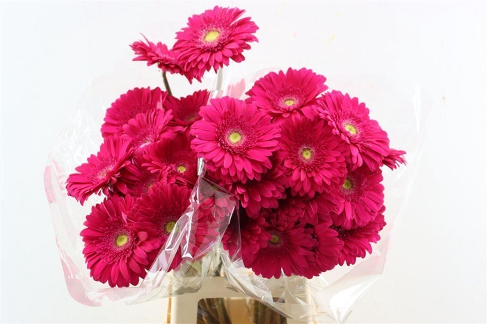 <h4>Ge Gr Riley</h4>