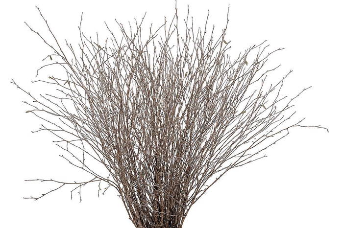 <h4>Berk 70cm Naturel Pbs</h4>