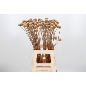 Craspedia Kl Bh Antiek Goud Xl