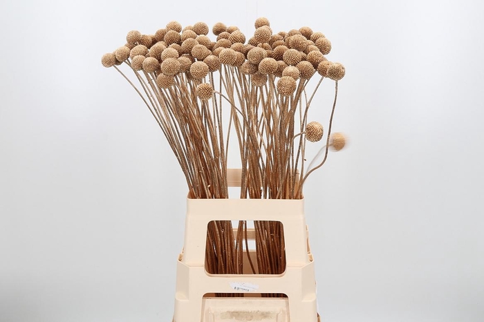 <h4>Craspedia Kl Bh Antiek Goud Xl</h4>