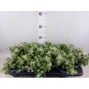 Helichrysum petiolare