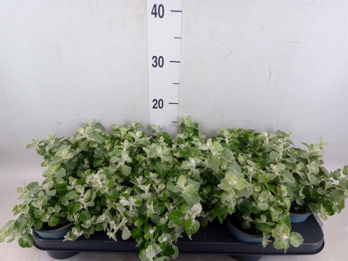 <h4>Helichrysum petiolare</h4>