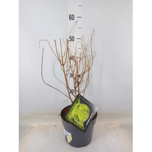 Hydrangea pan. 'Limelight'