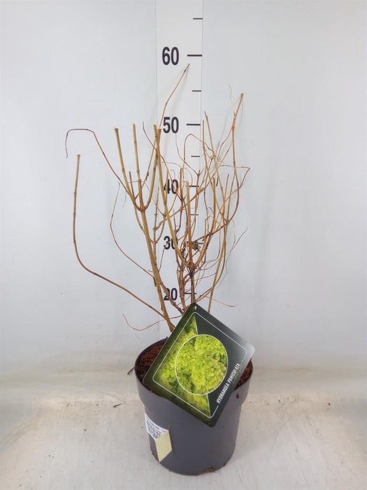 <h4>Hydrangea pan. 'Limelight'</h4>
