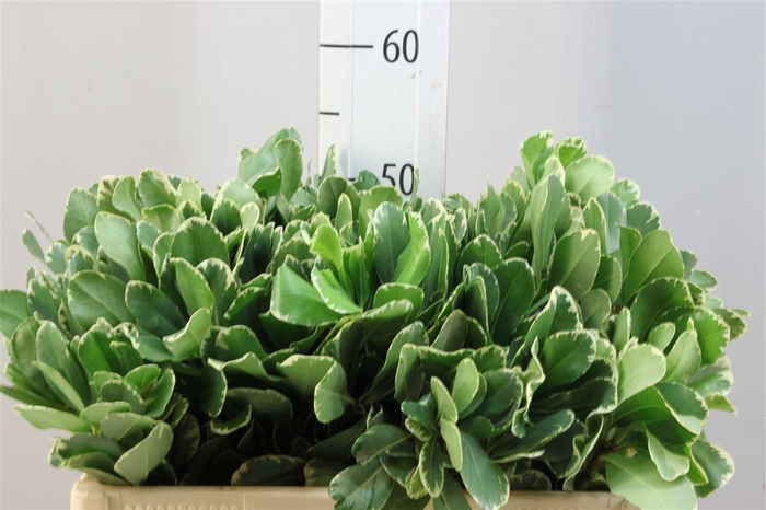 <h4>Pittosporum Ilan 50</h4>