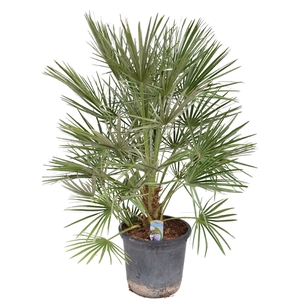 Chamaerops humilis P30