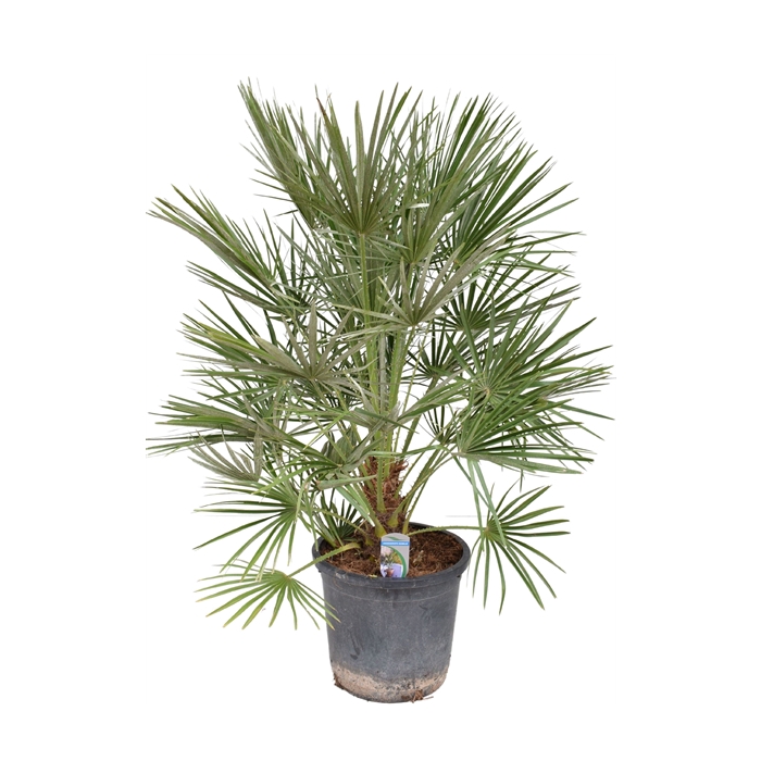 <h4>Chamaerops humilis P30</h4>