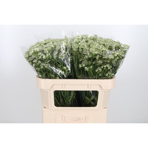 Astrantia Wit Billion Stars
