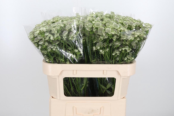 <h4>Astrantia Wit Billion Stars</h4>