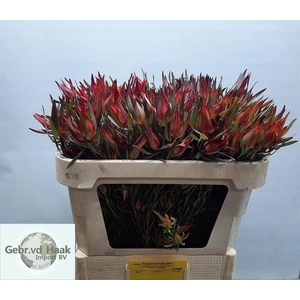 Leucadendron Salignum Spray Tropical Acres