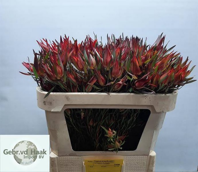 <h4>Leucadendron Salignum Spray Tropical Acres</h4>