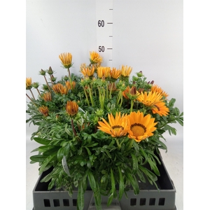 Gazania rig. 'Gazoo Orange w Ring'