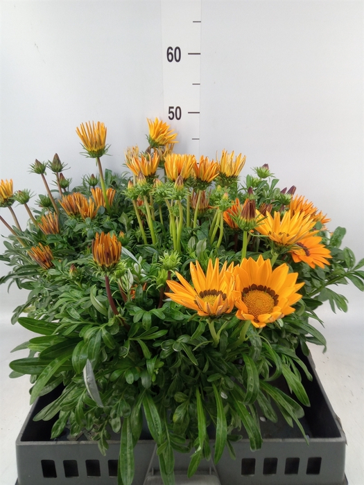 <h4>Gazania rig. 'Gazoo Orange w Ring'</h4>