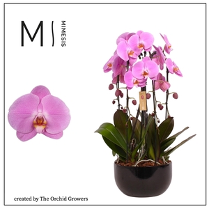 Mimesis Phal. Arrangement Crown Pink - 4 spike 26cm in Saskia Black ceramic