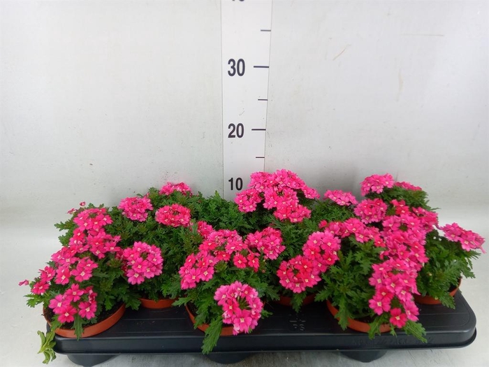 <h4>Verbena 'Magelana Magic Rose'</h4>