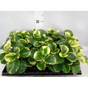 Peperomia