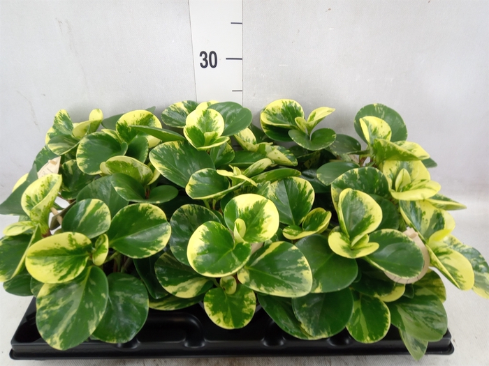 Peperomia