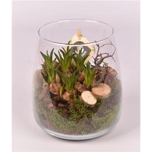 Muscari 21043 Glas Vaas