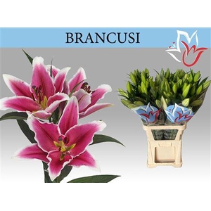 Li Ot Brancusi