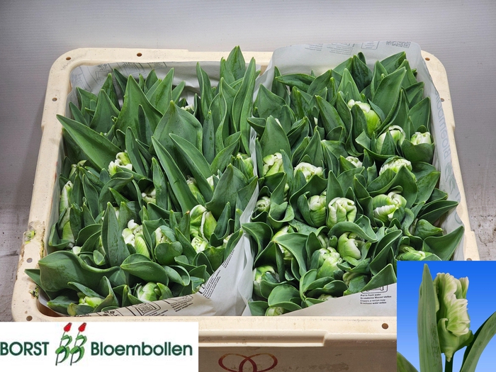 <h4>TU PA SUPER PARROT</h4>