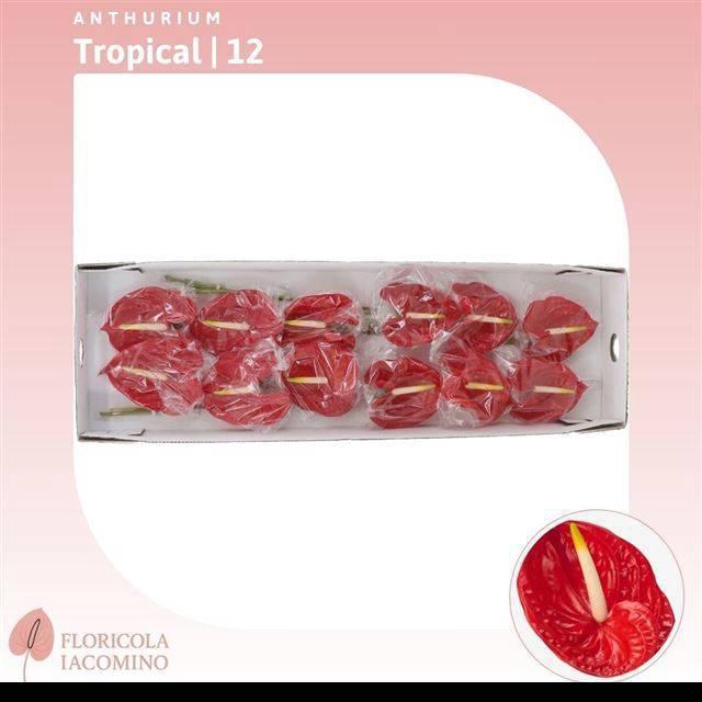 <h4>Anth A Tropical</h4>