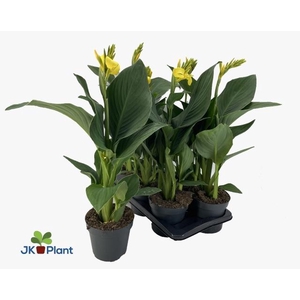 CANNA CAN YELLOW