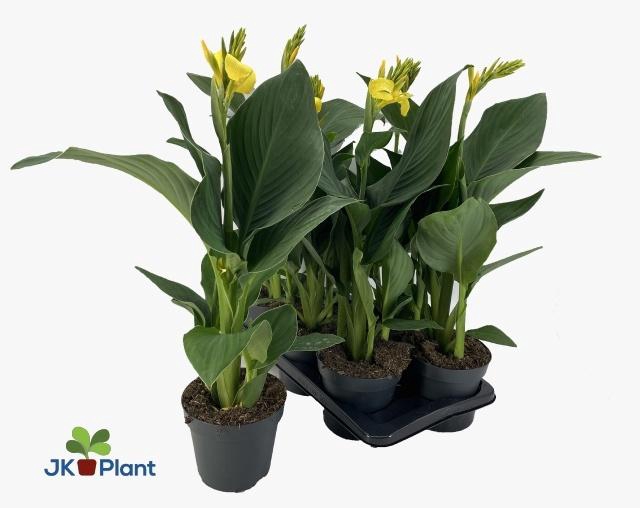 <h4>CANNA CAN YELLOW</h4>