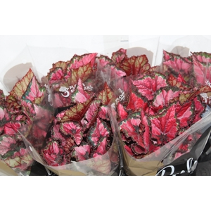 BEGONIA BELEAF INCA NIGHT P15 PO