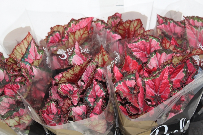 <h4>BEGONIA BELEAF INCA NIGHT P15 PO</h4>