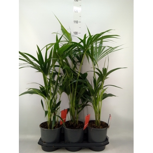 Howea forsteriana