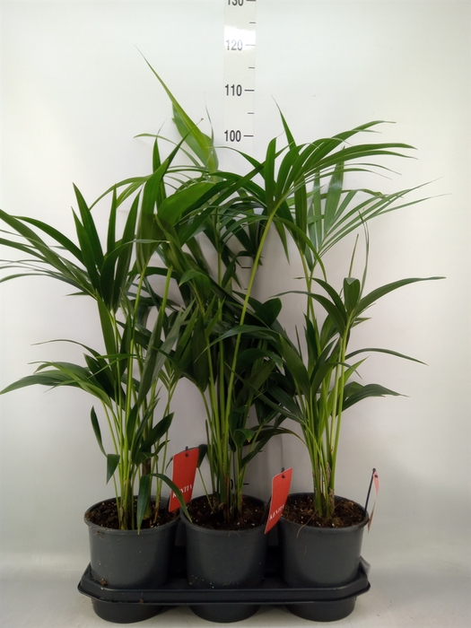 <h4>Howea forsteriana</h4>