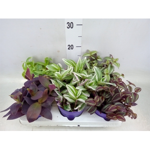 Tradescantia   ...mix