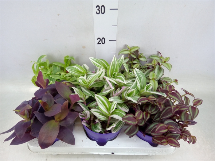 <h4>Tradescantia   ...mix</h4>