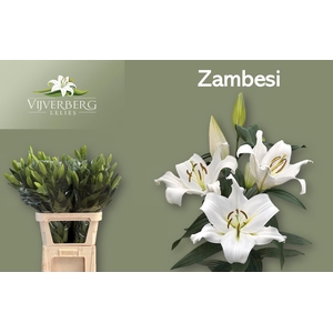 LI OT ZAMBESI