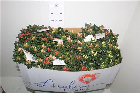 <h4>Rhodo Si Gem 5 Srt</h4>