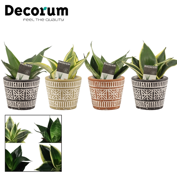 <h4>Sansevieria Hahnii 6 cm mix in Claire (Neo Architect-collection)</h4>