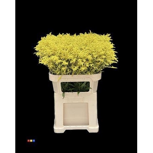 Solidago Yellow