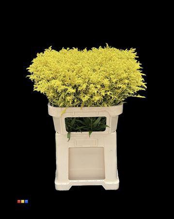 <h4>Solidago Yellow</h4>