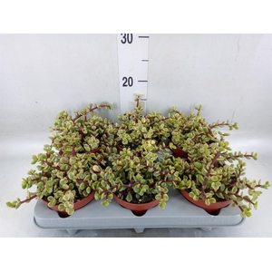 Portulacaria afra 'Variegata'