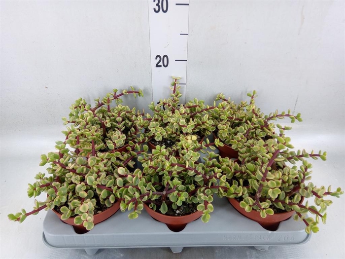 <h4>Portulacaria afra 'Variegata'</h4>