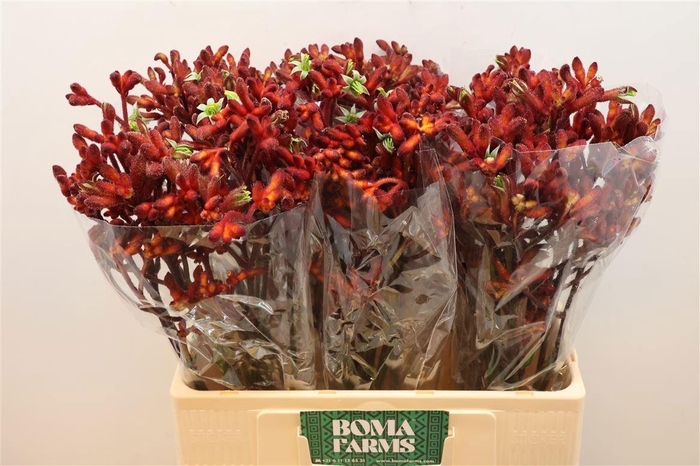 <h4>ANIGOZ EARLY SPRING</h4>