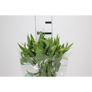 ALSTROEMERIA AKEMI 080 CM