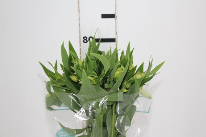 <h4>ALSTROEMERIA AKEMI 080 CM</h4>