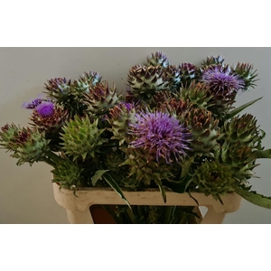 CYNARA CARDUNCULUS