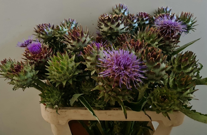 <h4>CYNARA CARDUNCULUS</h4>