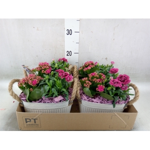Arr.   Perkplanten L%