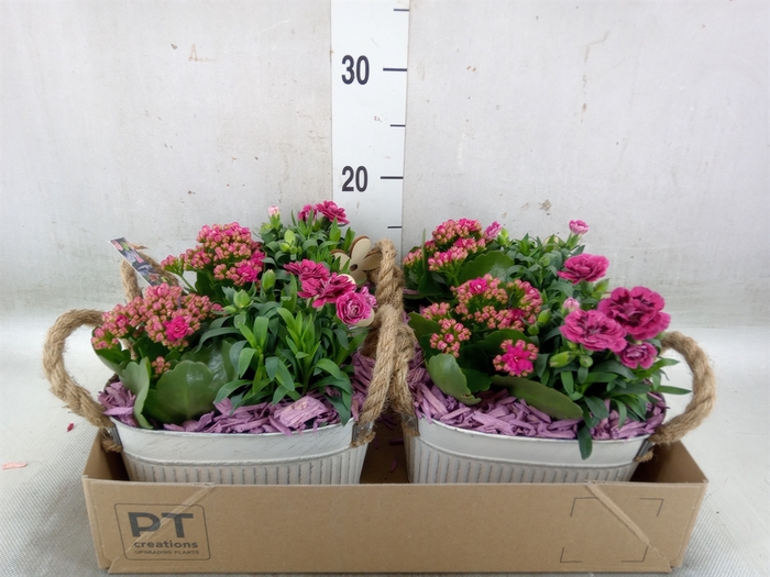 <h4>Arr.   Perkplanten L%</h4>