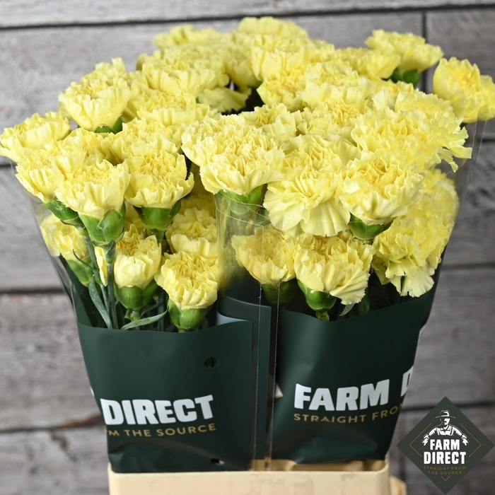 <h4>DI ST ILIAS</h4>