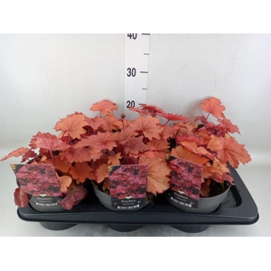 Heuchera   ...